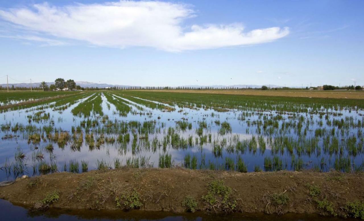 Mi Apartamento En El Delta Del Ebro+ Deltebre Εξωτερικό φωτογραφία